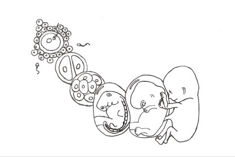 Drawing by: Summer Yovanno