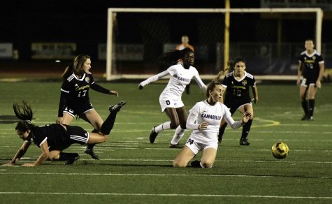 Cougars shrug off recent scorpion sting