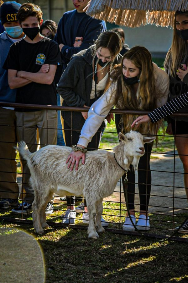 The Ventura High ASB dedicated the week before first semester finals to wellness. From Jan. 18 to 21 a new type of spirit week made its way into VHS. Instead of the  focusing on school spirit, this week focused more on the individual students. The grand finale of the week was a campus petting zoo. Photo by: Adi De Clerck