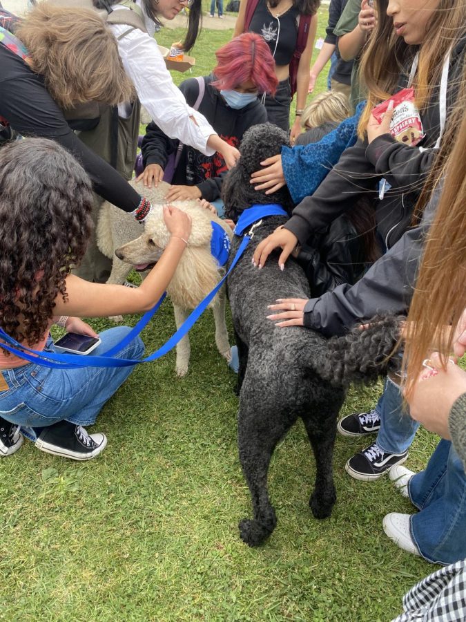 Students gather around dogs on the senior lawn during lunch. The dogs provided comfort to students who participated in the wellness faire. Photo by: Brody Daw