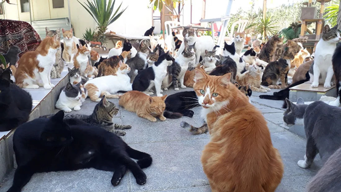 Cyprus cats run amuck through the streets